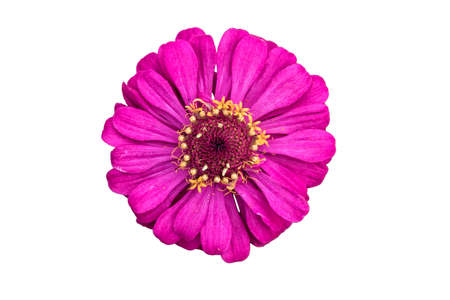 flowerの写真素材