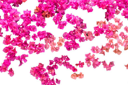 Bougainvillea