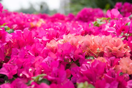 Bougainvillea