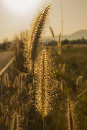 Grass flower beside the road.の写真素材