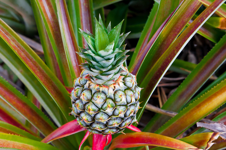 Pineapple tropical fruit growing in a farmの写真素材