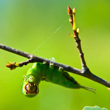 Green caterpillar hanging on branch, close-up