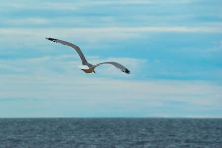 Flying seagull against sky with ocean in the backgroundの写真素材