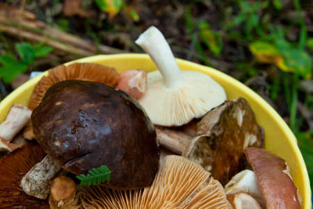 Basket of freshly mushrooms  from a forestの写真素材