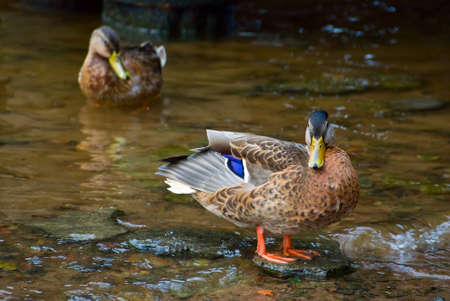 Duck standing in water on a stone