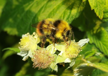 Individual Bumblebee on a BlackBerryの写真素材