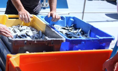 Freshly caught sardines in fishing harbor