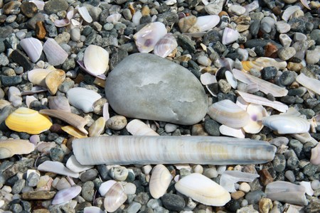 Stones and shells on the beach in closeup