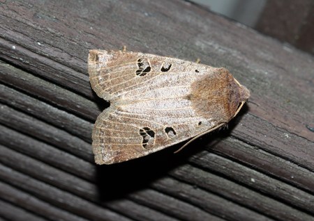 Brown moth in Close