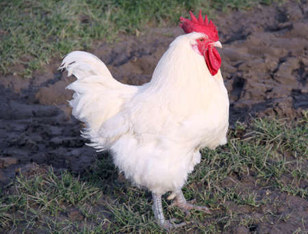 white rooster in closeup