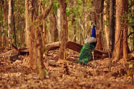 Peacockの写真素材