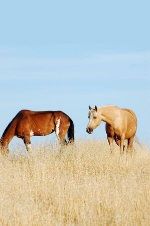 Horses grazing