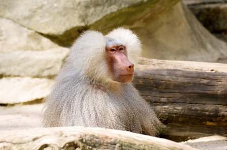 Portrait of a pensive hamadryas baboon (Papio hamadryas), sacred animal to the ancient Egyptians.の写真素材