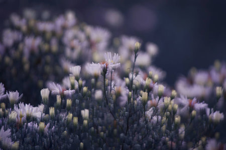 Close-up of delicate daisy flowers. Vintage floral close-up background in gentle romantic colors. Soft focus effect and shallow depth of field. Modern glitch effect.の写真素材