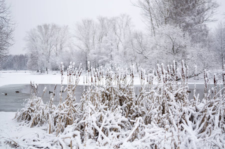 Snowy winter landscape with typha (cattail) on the first plan, river and ducks. Plants covered in thick snow on a gloomy day.の写真素材