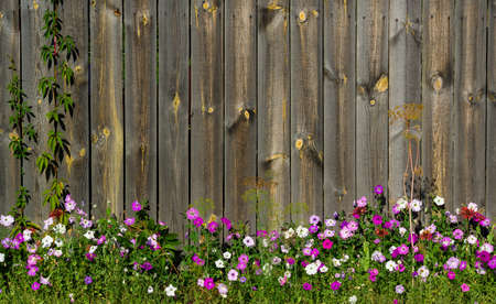 Beautiful flowers in front of a wooden fence. Rustic background with a space for your text.の写真素材