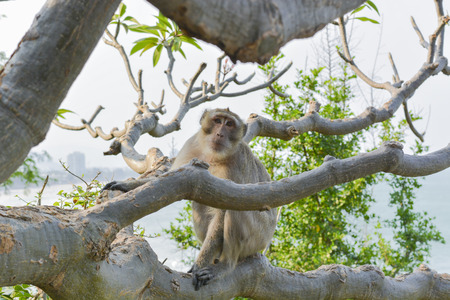 monkeyの写真素材