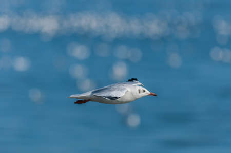 Seagull