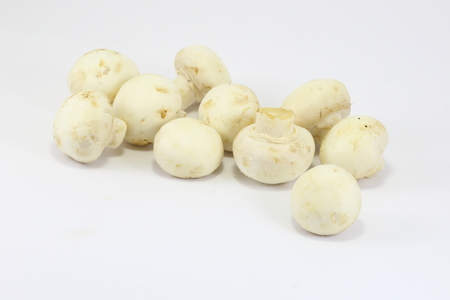 White Mushroomの写真素材