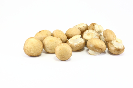 Brown Mushroomの写真素材