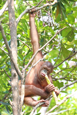 Orangutanの写真素材