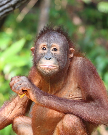 Orangutanの写真素材