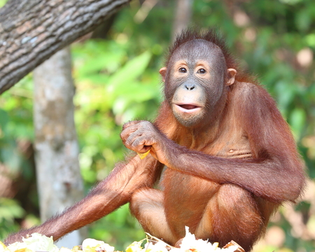 Orangutanの写真素材