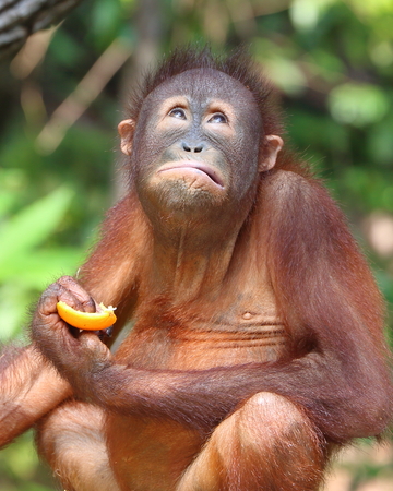 Orangutanの写真素材