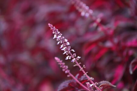 Long red white flower with read leafの写真素材