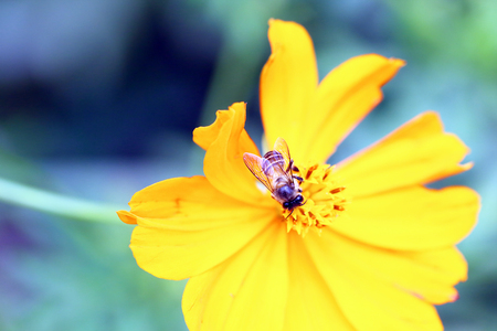 Honey bee on yellow flower oxeye daisyの写真素材