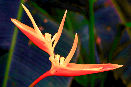 Exotic red orange birds of paradise flower outdoorの写真素材