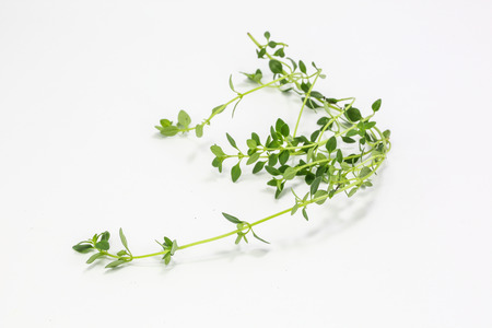 Thymus citriodorus Lemon thyme  Citrus thyme on white backgroundの写真素材