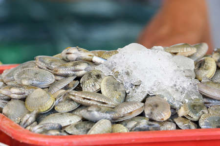 Fresh sea clams at weekend market