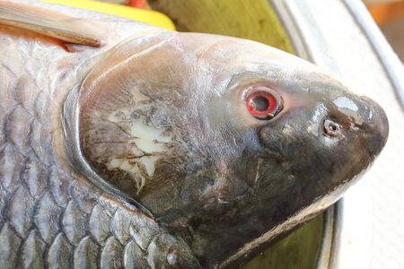 Rohu carb fish head fresh eye scaleの写真素材