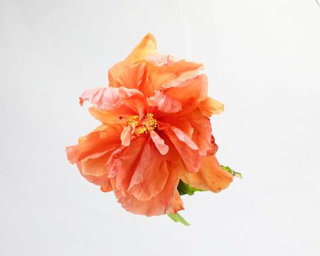 Red Orange Hibiscus Flower with green leaf on white background