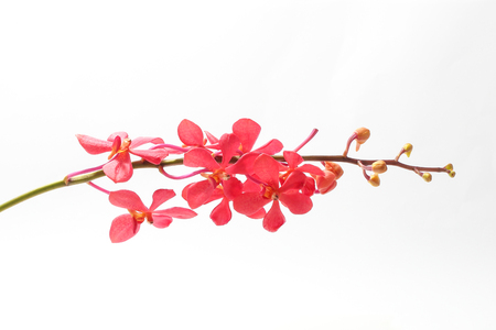 Red maroon Orchid Flower Colorful on white backgroundの写真素材
