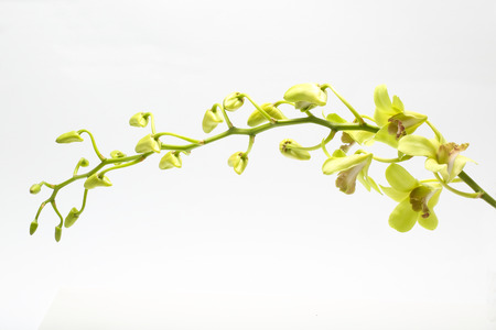 Light green Orchid Flower Colorful on white backgroundの写真素材