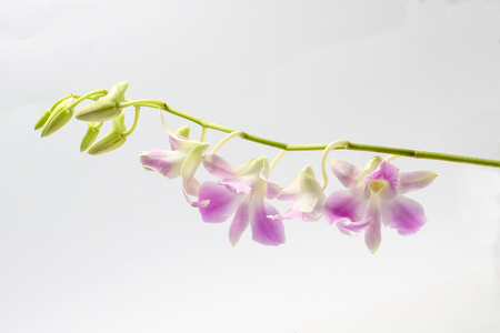 Light purple white Orchid Flower Colorful on white backgroundの写真素材