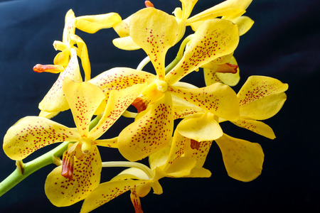 Spotted Yellow Orchid Flower Colorful on black backgroundの写真素材
