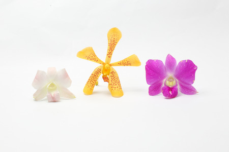 Yellow spotted Red Maroon White Orchid Flowers on white background