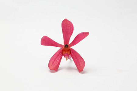 Red maroon Orchid Flowers on white backgroundの写真素材