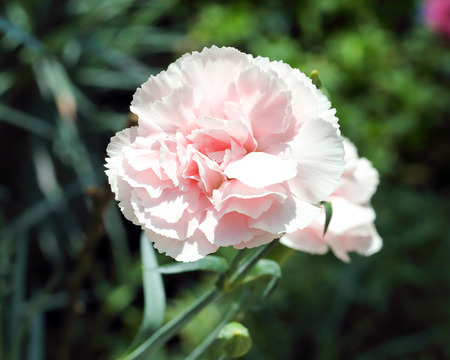 Pink Carnation flower in the garden outdoor daylightの写真素材