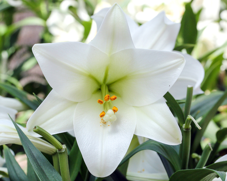 Lilly flower vibrant color garden outdoor daylightの写真素材