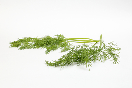 Dill green herb fresh fragrant aromatic ingredient on white backgroundの写真素材