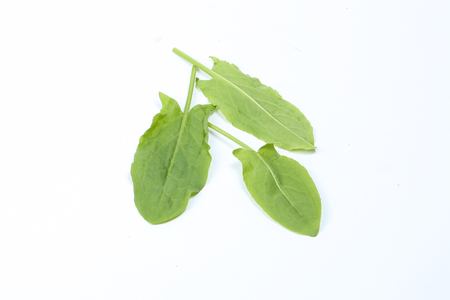 Sorrel herb green arrow shaped leaf on white backgroundの写真素材