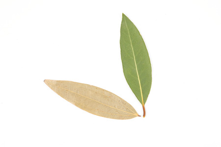 Bay leaf herb spice fragrant aromatic fresh raw drayの写真素材