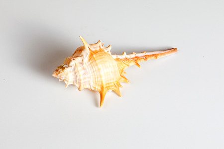 Sea Shell colourful shape variety marineの写真素材