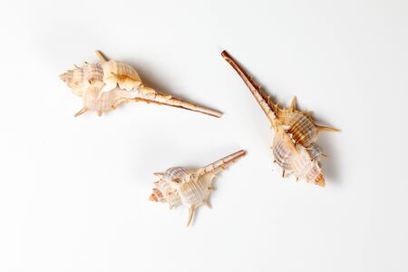 Sea Shell colourful shape variety marineの写真素材