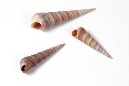 Sea Shell colourful shape variety marine