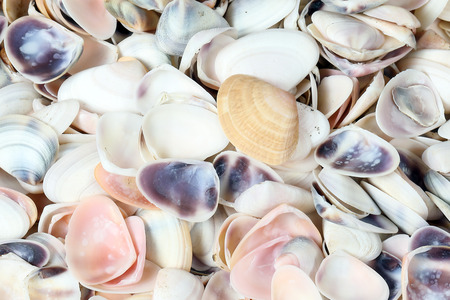 Sea Shell colourful shape variety marine skeleton?